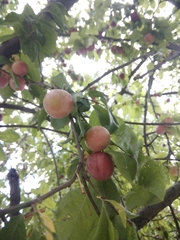 Prunus cerasifera
