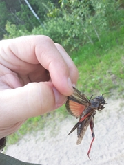 Pardalophora apiculata