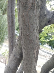 Prunus cerasifera