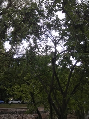 Prunus cerasifera