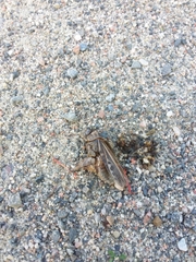 Pardalophora apiculata