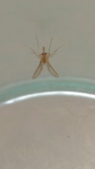 Phlebotominae