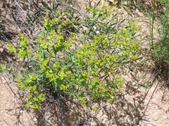 Euphorbia serrata