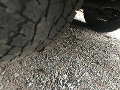 Urocerus californicus