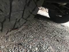 Urocerus californicus