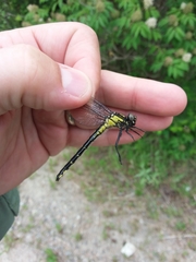 Hylogomphus adelphus