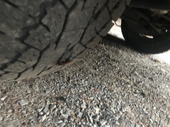 Urocerus californicus