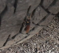 Urocerus californicus