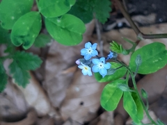 Myosotis alpestris