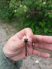 Hylogomphus adelphus