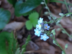 Myosotis alpestris