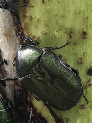 Protaetia cuprea