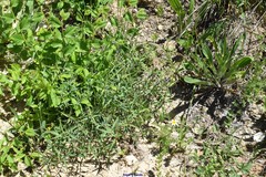 Euphorbia nicaeensis