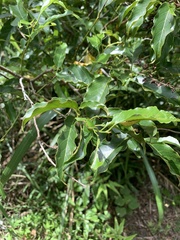 Itea parviflora