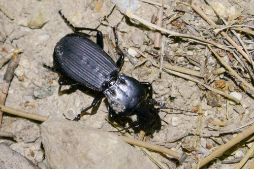 Percus corsicus
