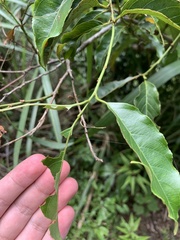 Itea parviflora