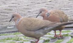 Streptopelia chinensis