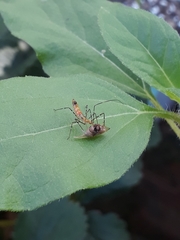 Enchenopa squamigera