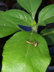 Enchenopa squamigera