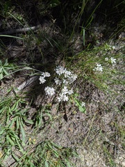 Eremogoneae