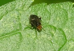 Halticus luteicollis