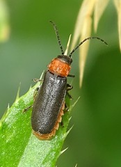 Silis ruficollis
