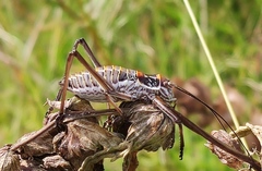 Ephippiger discoidalis