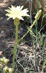 Scorzonera angustifolia