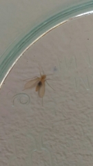 Phlebotominae