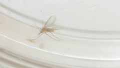 Phlebotominae