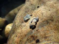 Glossosomatidae