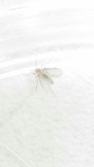Phlebotominae