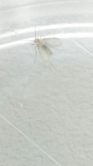 Phlebotominae