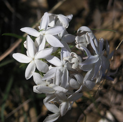 Amsonia grandiflora