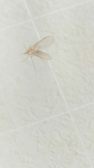 Phlebotominae