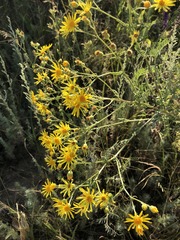 Jacobaea andrzejowskyi