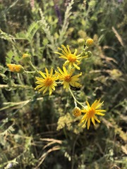 Jacobaea andrzejowskyi