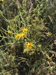 Jacobaea andrzejowskyi