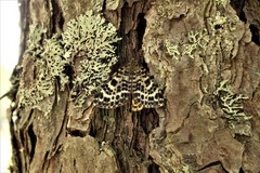 Arichanna melanaria