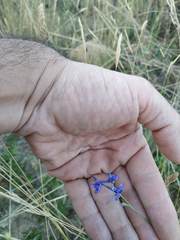 Delphinium gracile