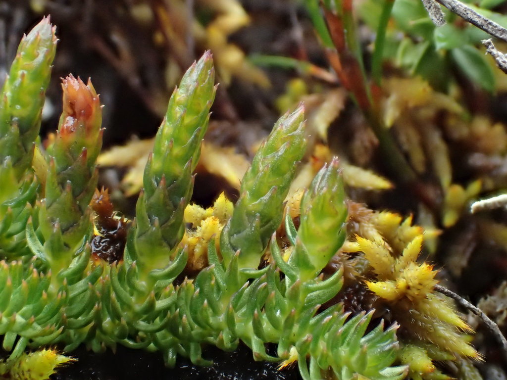 carpet clubmoss