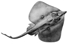 Indian Ring Skate photo 4