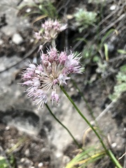 Allium senescens