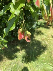 Acer tataricum