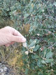 Quercus rotundifolia