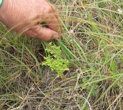 Euphorbia spathulata