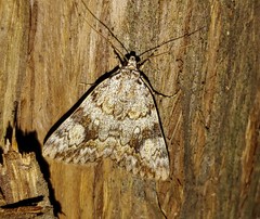Catocala amica