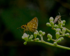 Taractrocera ardonia lamia