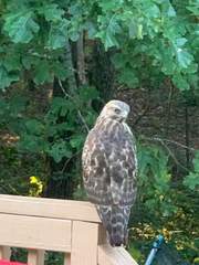 Buteo lineatus