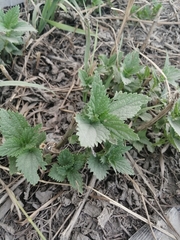Urtica dioica